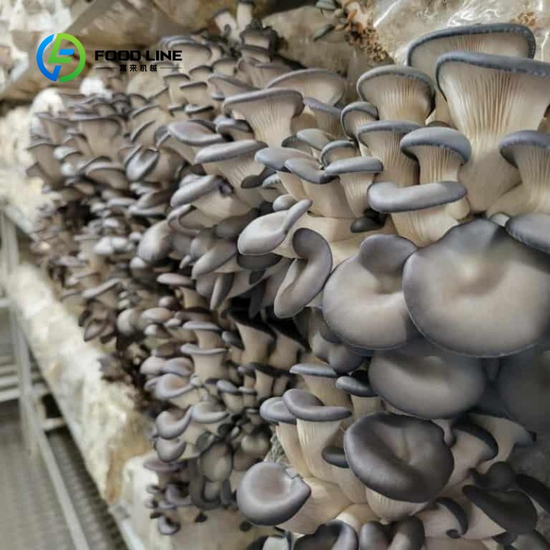 Fazenda Modular em Contêiner p - Agriculture Vertical Farming avaliação e preço