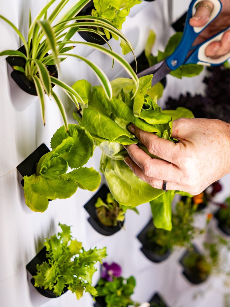 Sistema de cultivo hidropônico - Farming Zone avaliação e preço