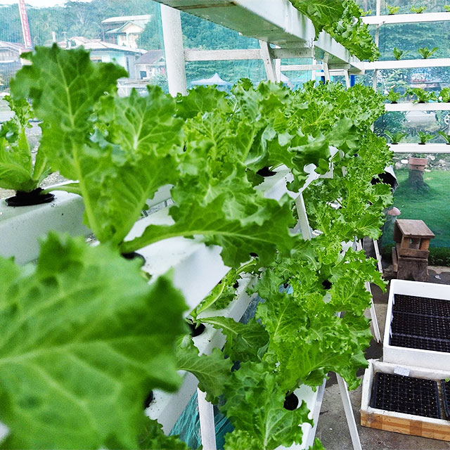 Estufas agrícolas alface nft s - Agriculture Vertical Farming avaliação e preço
